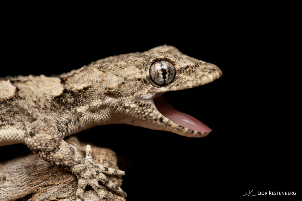 שממית עצים - ליאור קסטנברג