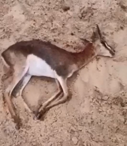 צבי שהרג כלב אמסטף