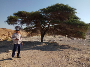 עצים מיוחדים בישראל טו בשבט עץ השיטה בנחל יעלים - גמיל אטראש רשות הטבע והגנים