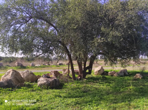 שיזף מצוי במגדל צדק