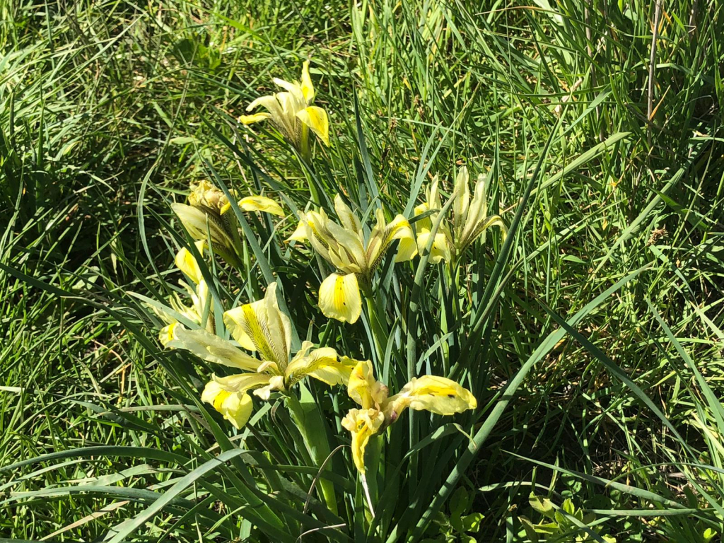 אירוס הביצות. צילום: מזי מגנאג'י מוסקוביץ
