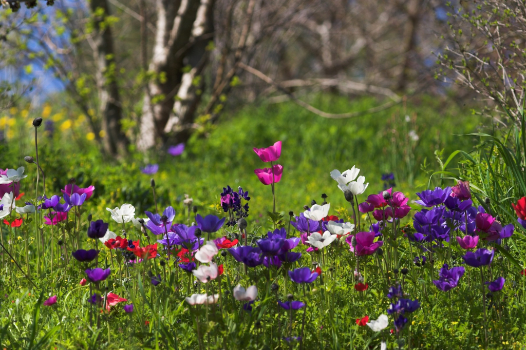 פריחה בתל מגידו. צילום: דורון ניסים