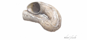 שלשולן משולש