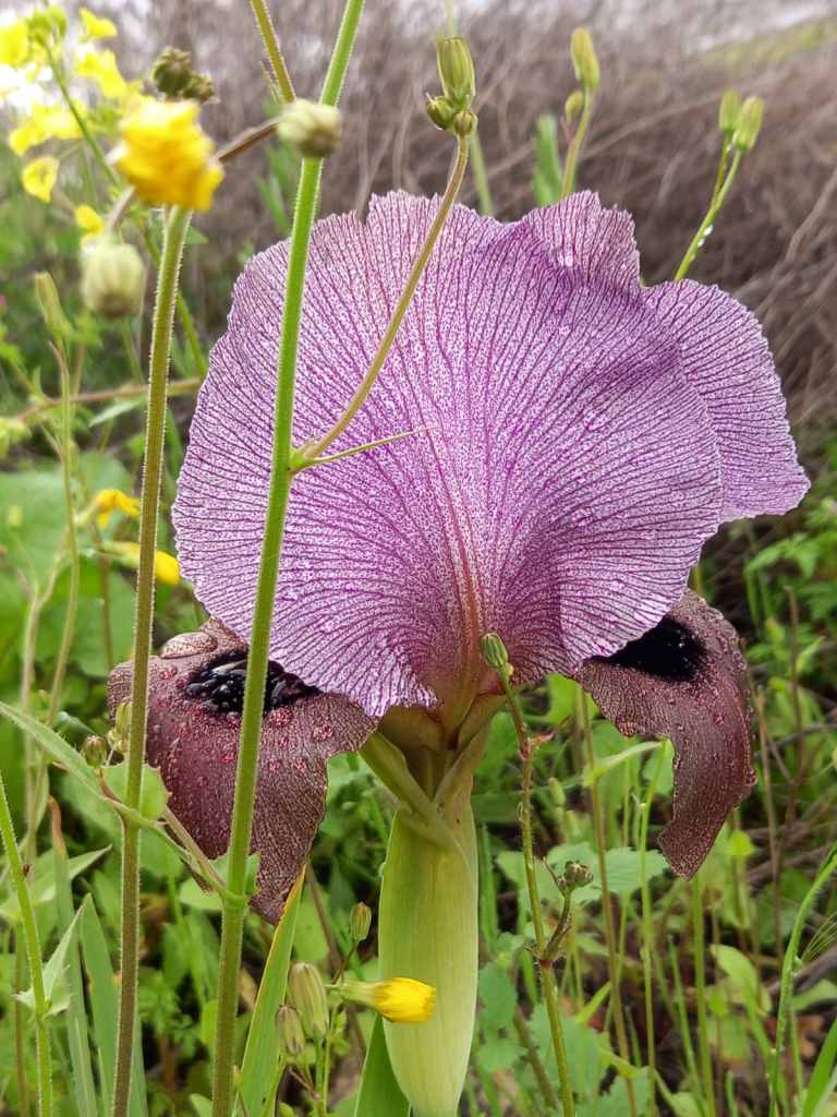 איריס הגלבוע בהר ברקן צילמה שוש יונאי