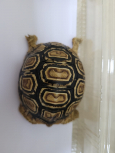 צב יבשה - זוחלים שנתפסו בנתב"ג