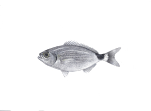 אובלד שחור זנב (מנורן) Oblada melanura