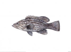 דוקרנית אדומה (ארדי) Mycteroperca rubra