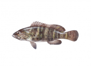 דקר המכמורת (לוקוס) Epinephelus aeneus