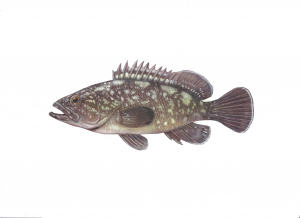 דקר הסלעים (דאור) Epinephelus marginatus