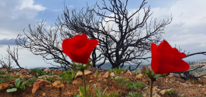 כלניות בהר הטייסים-ברקע נזקי השריפה -צילם אילן שיפמן