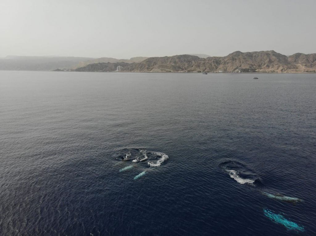 להקת גרמפוסים. צילום עמרי עומסי1