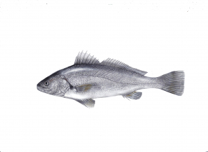 מוסר מלכותי (מוסר) Argirosomus regius