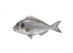 איור ספרוס זהוב (דניס/אג’אג’) Sparus aurata
