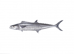 סקומברן זריז (פלמידה לבנה)  Scomberomorus commerson