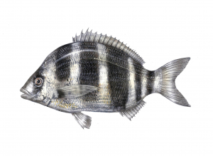 סרגוס הפסים (סרגוס חדאדי) Diplodus cervinus