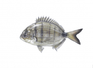 איור של הדג סרגוס מסורטט