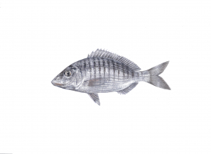 איור של הדג שישן מסורטט (מרמיר) Lithognathus mormyrus