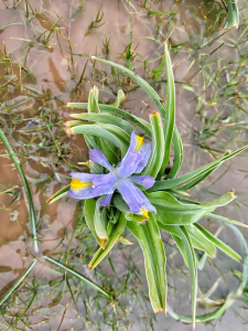 אירוס טוביה בורות לוץ - עוואד שליבי רשות הטבע והגנים