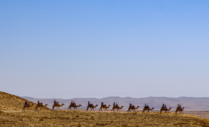 גמלים באזור הגן הלאומי ממשית - אלכס פיש רשות הטבע והגנים