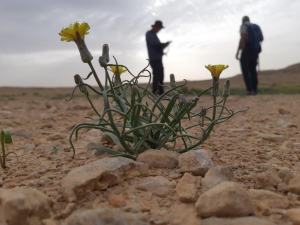 הרדופנין נמוך בשמורת הר הנגב - צילום זהבה סיגל רשות הטבע והגנים