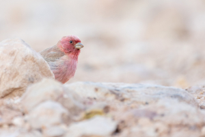ורדית סיני בשמורת הטבע מסיב אילת - ערן גיסיס רשות הטבע והגנים