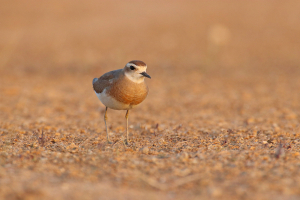 חופמי אסיה בפארק הלס - צילום אודי קולומבוס רשות הטבע והגנים