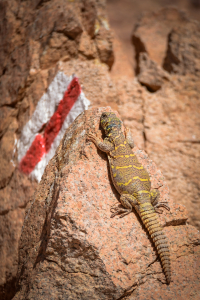 חרדון צב הדור על שביל מסומן בהרי אילת - צילום חן טופיקיאן רשות הטבע והגנים