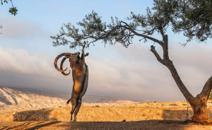 יעל אוכל מעץ השיטה במצוק הצינים - טל חיוט רשות הטבע והגנים