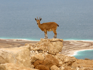 יעל על רקע ים המלח - צילום דוקטור אסף זבולוני רשות הטבע והגנים