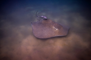 מחבטן נקוד ומעליו דג רמורה - מפרץ אילת - עמרי יוסף עומסי רשות הטבע והגנים