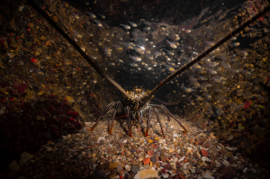סרטן מחושתן במפרץ אילת ומעליו להקת דגי גרזינונית עדינה - צילום עמרי יוסף עומסי רשות הטבע והגנים