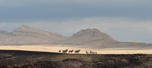 עדר פראים במכתש רמון מערב - מארק כץ רשות הטבע והגנים