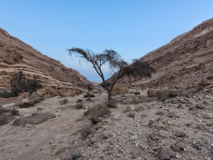 עץ שיטה בנחל גוב - עוואד שליבי רשות הטבע והגנים