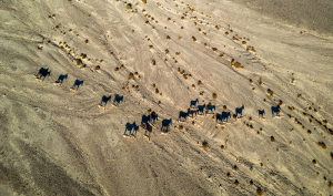 פראים בבקעת עובדה - צילום גולן רידר רשות הטבע והגנים