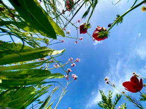 פריחה אביבית מזווית שונה בגן הלאומי הבשור פארק אשכול - - צילום גל ביסמוט רשות הטבע והגנים