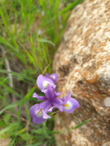 צהרון מצוי - סיגל אוחיון רשות הטבע והגנים