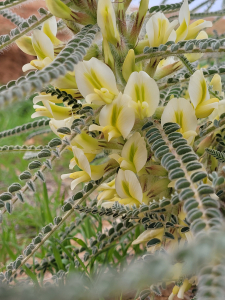 קדד פיינברון בשמורת תל קריות - אודי קולומבוס רשות הטבע והגנים