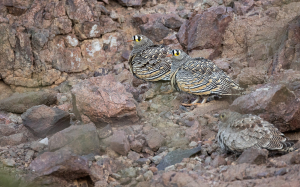 קטות הודיות בשמורת מסיב אילת - צילום ערן גיסיס רשות הטבע והגנים