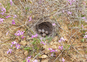 קן של עפרוני מצויץ באזור עגור - עוואד שליבי רשות הטבע והגנים