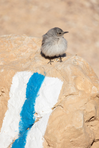 שחור זנב בשמורת הטבע מסיב אילת - ערן גיסיס רשות הטבע והגנים