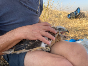 מישדור עקבים עיטיים צילום נמרוד להב רשות הטבע והגנים