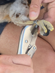 מישדור עקבים עיטיים צילום נמרוד להב רשות הטבע והגנים