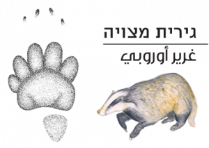 גירית מצויה copy