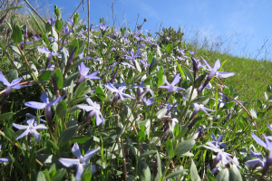וינקה עשבונית. צילום שירה בלוך