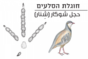 חוגלת הסלעים
