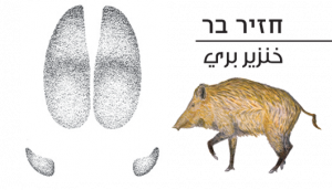 חזיר בר