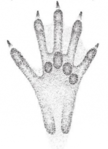 עקבות נוטריה