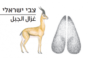 עקבות צבי ישראלי