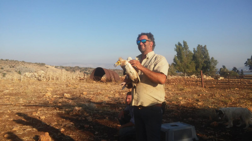 שחרור הרחם לאחר הטיפול בבית החולים לחיות בר. צילום: יגאל מילר, רשות הטבע והגנים