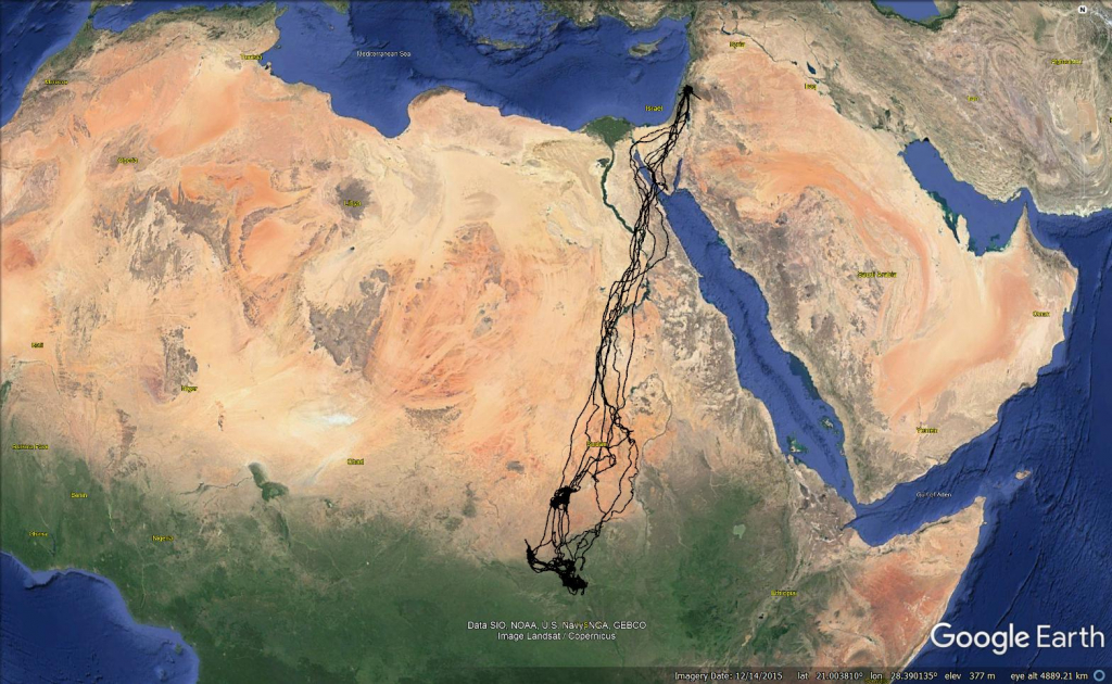 מסלולי הנדידה של הרחם מהגליל לאפריקה על פי המשדר של גופו